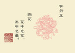 牡丹王线稿国画挂画