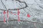 雾凇，大雪