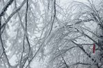 雾凇，大雪