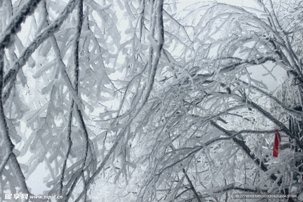 雾凇，大雪