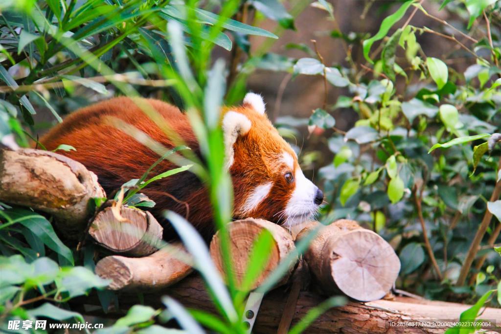 小熊猫