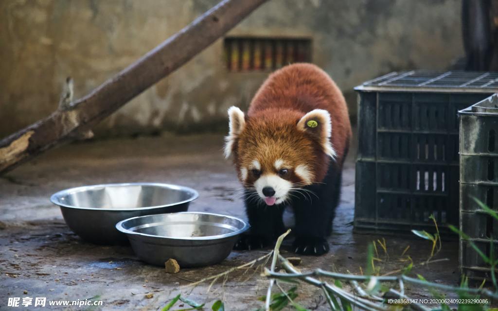 小熊猫