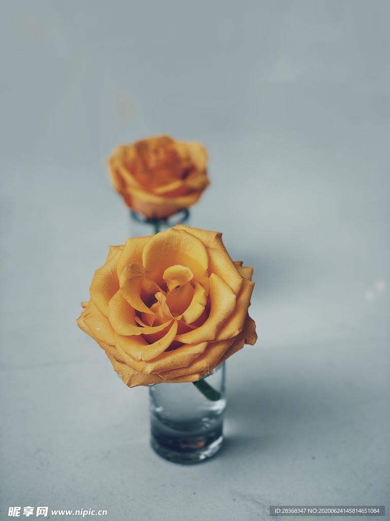 玫瑰
