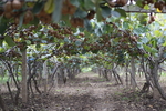 猕猴桃果园