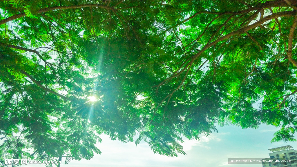 风景