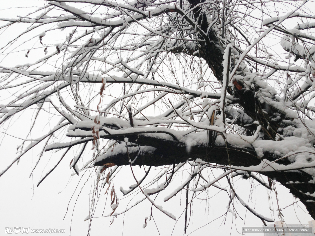 白雪