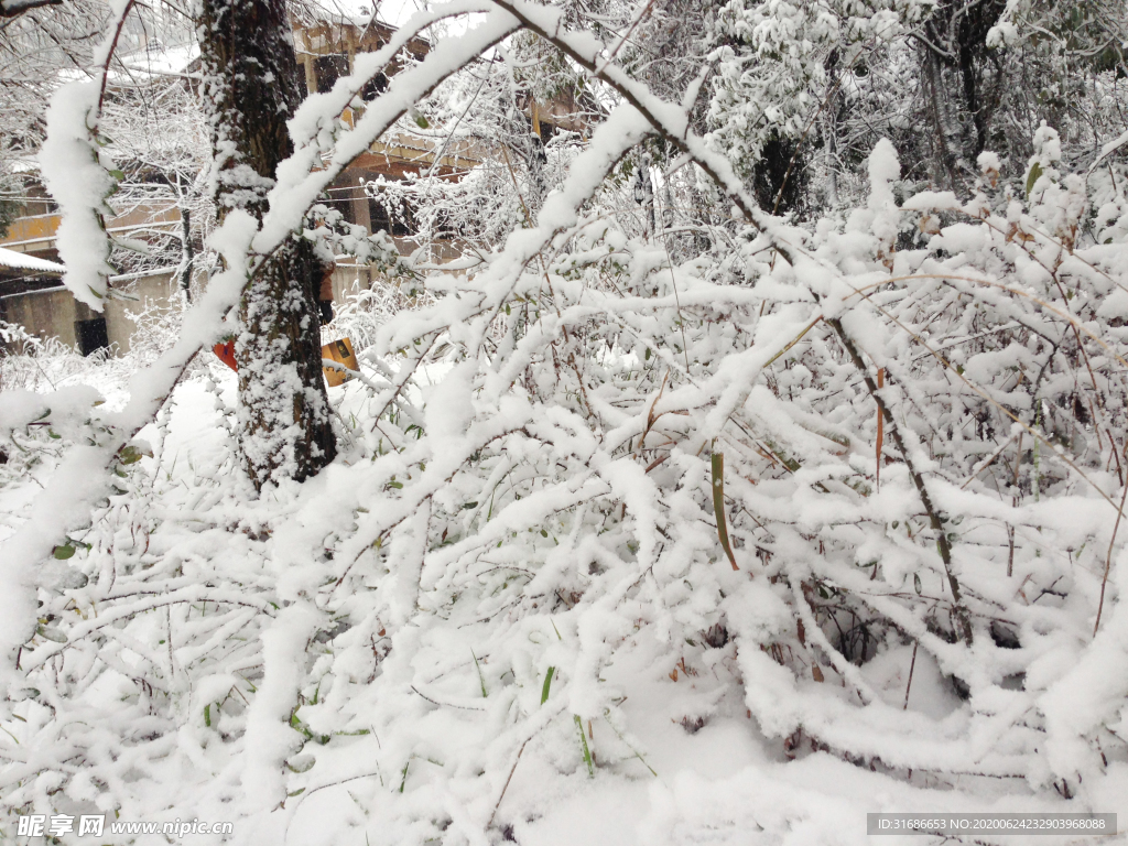 白雪