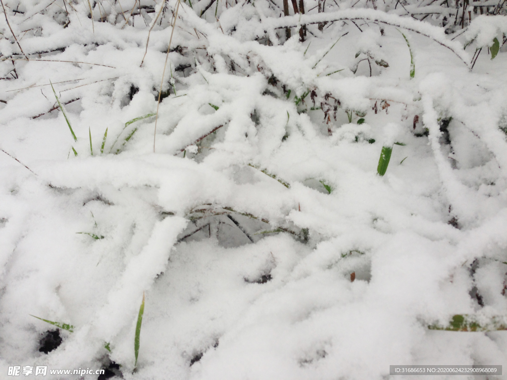 白雪