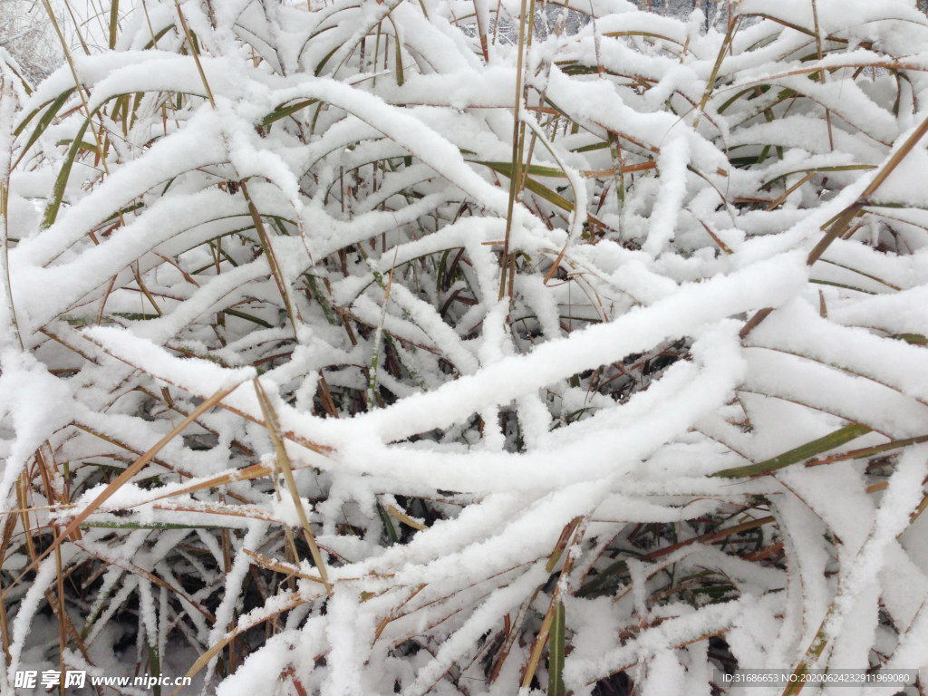 白雪