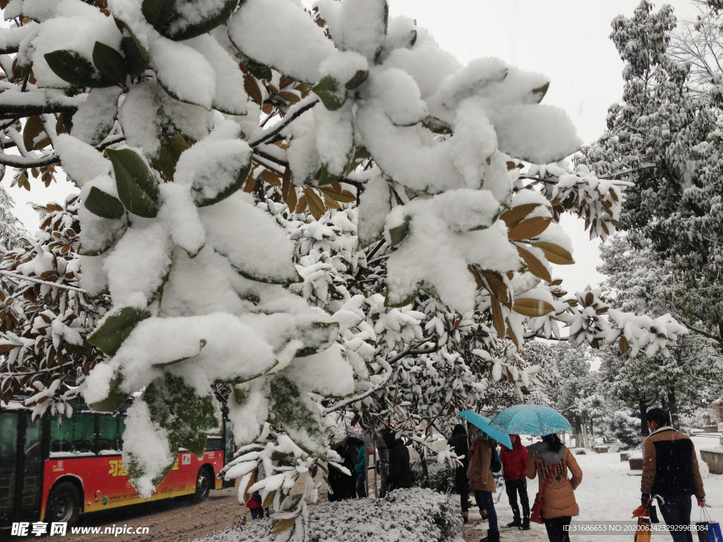 雪景