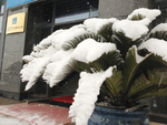 雪
