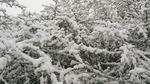 大雪