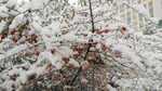 雪