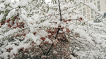 雪花