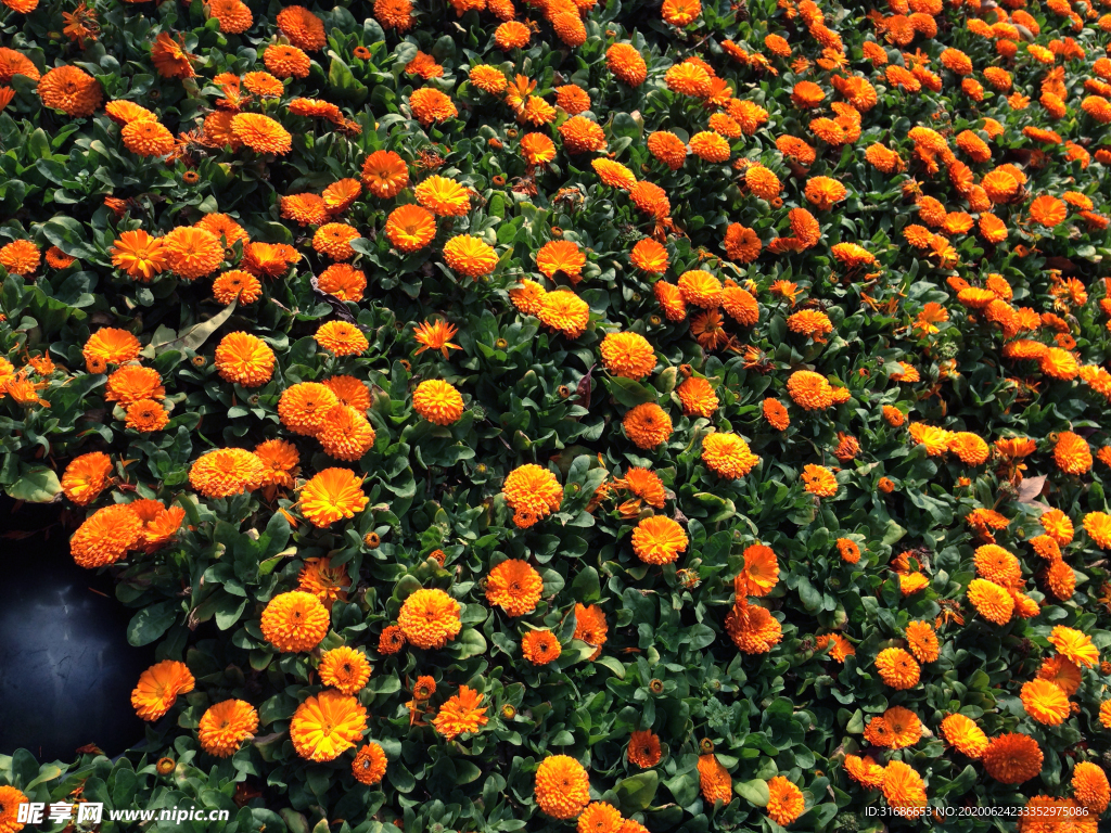 花
