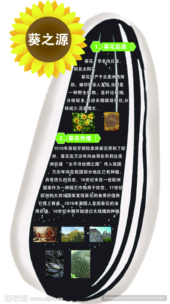 葵花起源