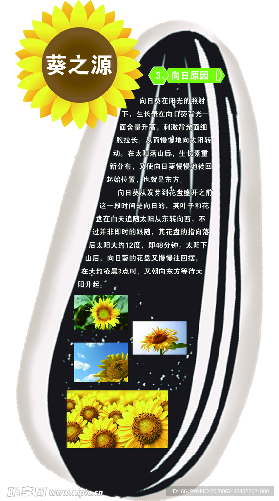 葵花起源