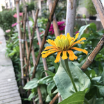 百日草