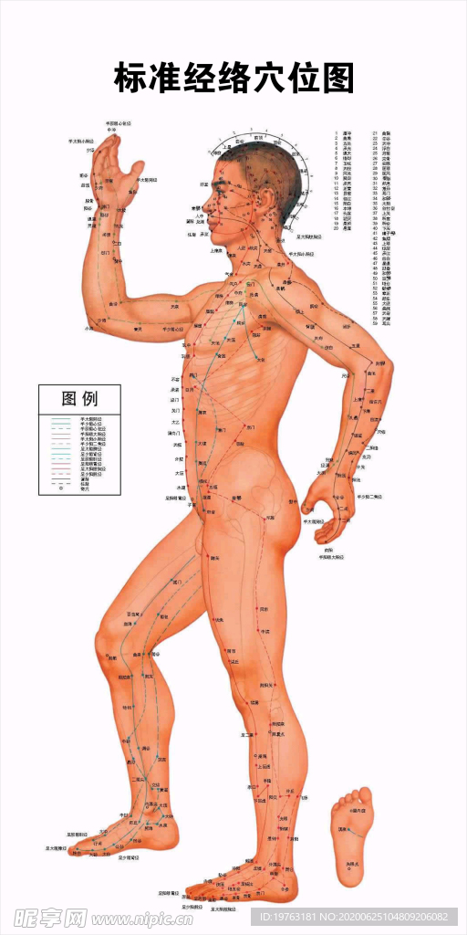 经络穴位挂图