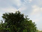 绿叶蓝天白云