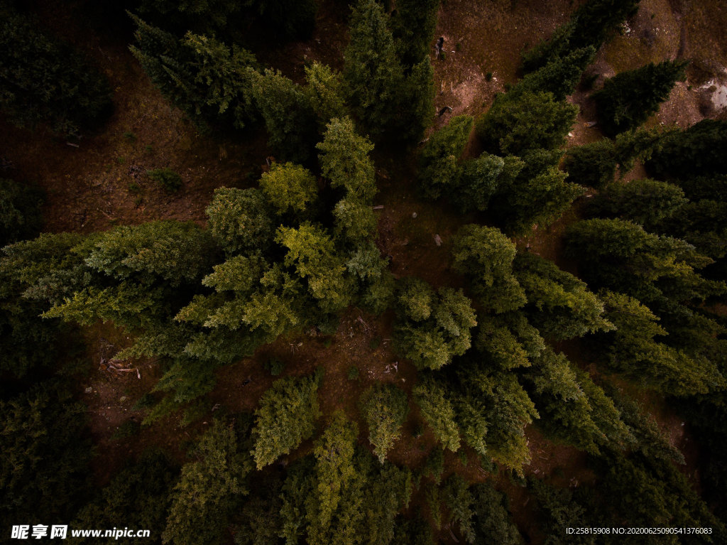 森林航拍树木俯瞰图片