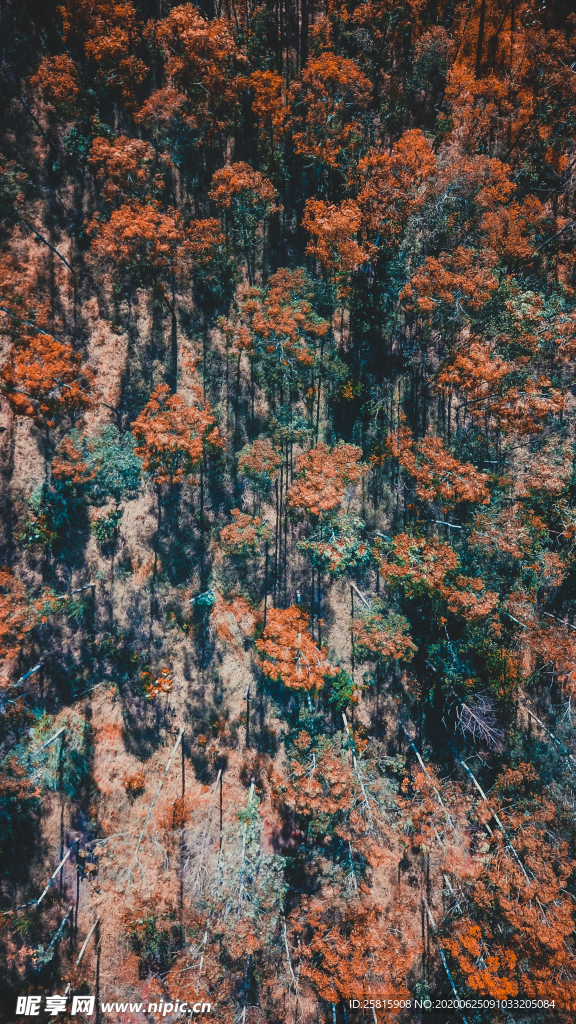 森林航拍树木俯瞰图片