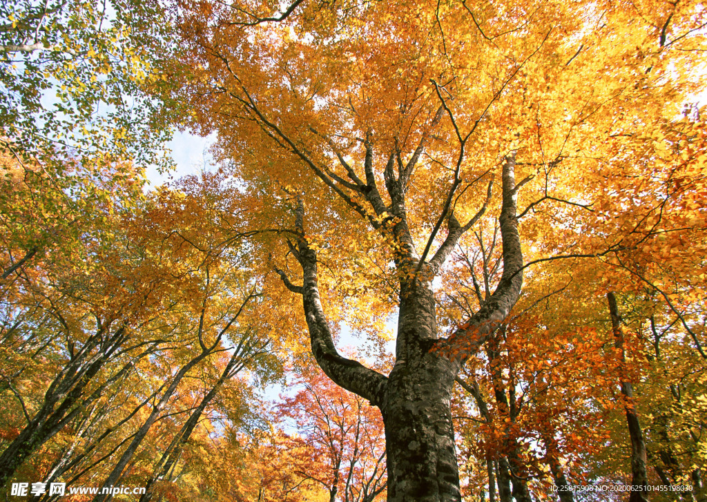 秋天森林秋季树木唯美图片
