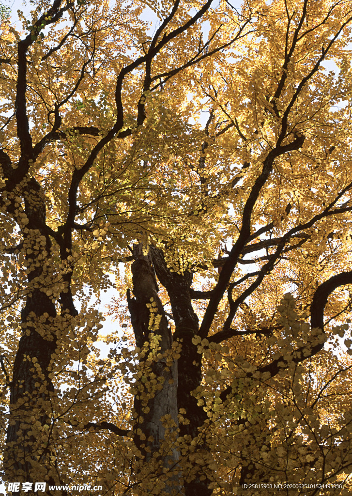 秋天森林秋季树木唯美图片