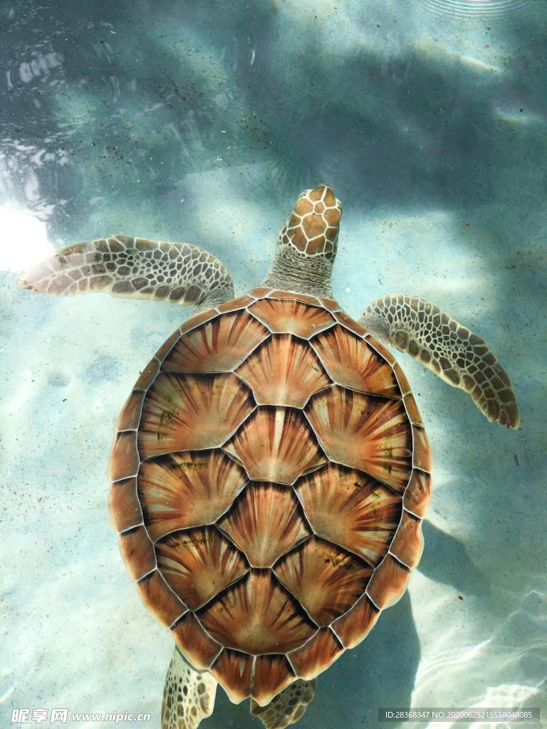 海龟