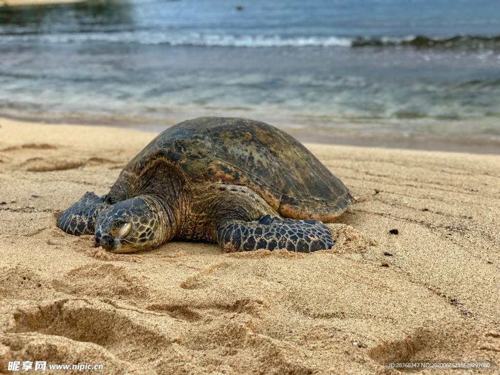 海龟