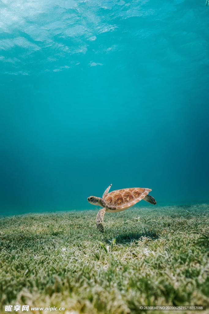 海龟
