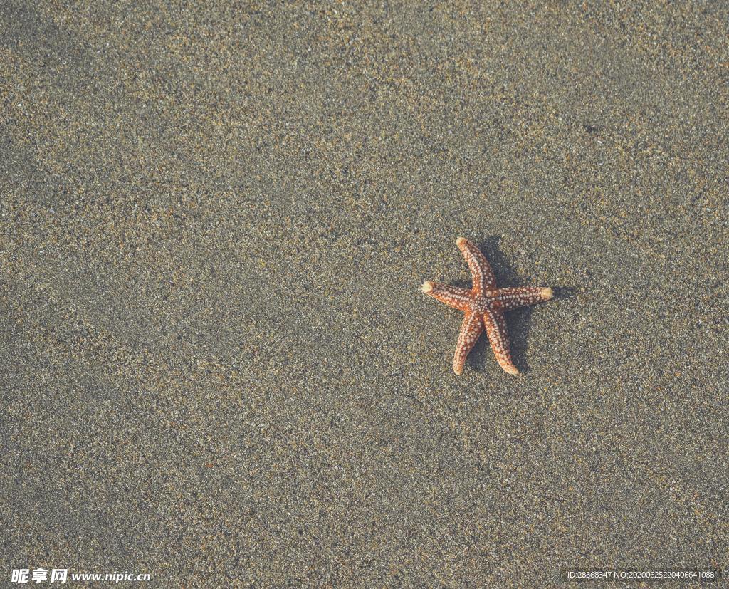 海星