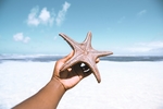 海星