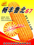 玉米海报