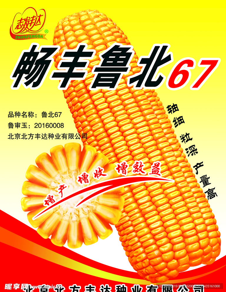 玉米海报