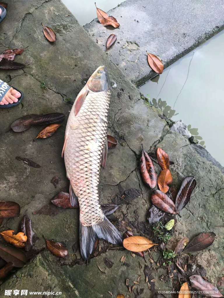 草鱼