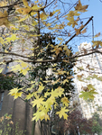 小区环境