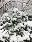 雪