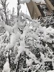 白雪