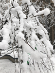 白雪