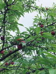 果树