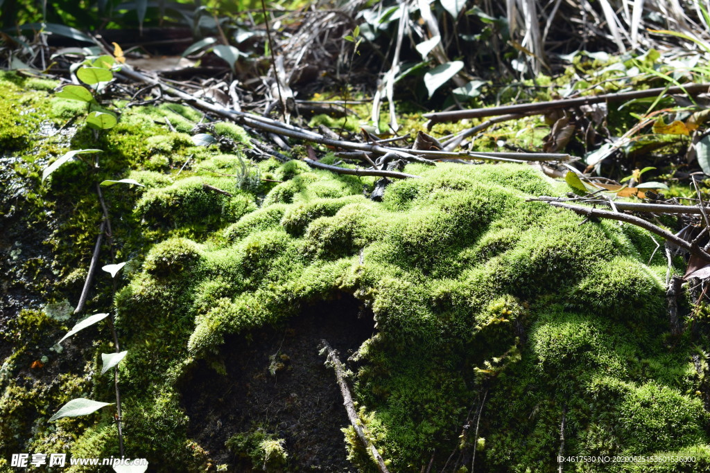 苔藓