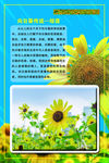 向日葵传说故事二