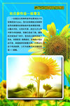 向日葵传说