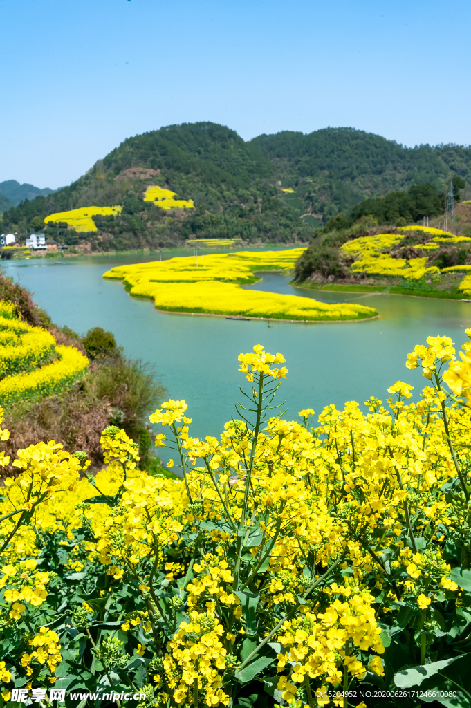 万亩油菜花开