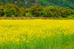 西藏沿途油菜花田