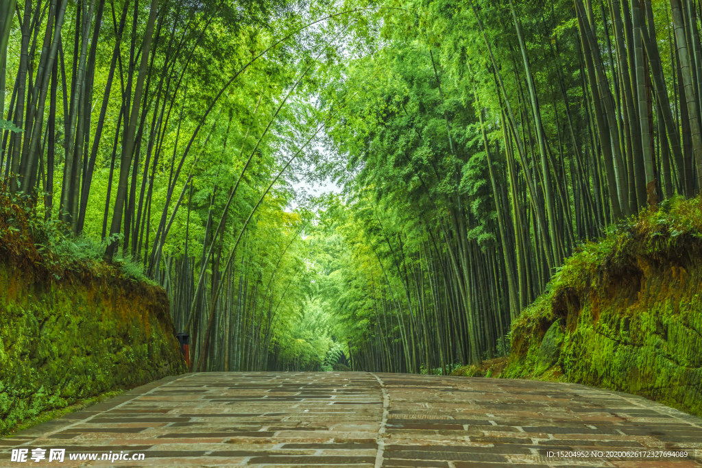 竹林石板路