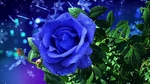 玫瑰花