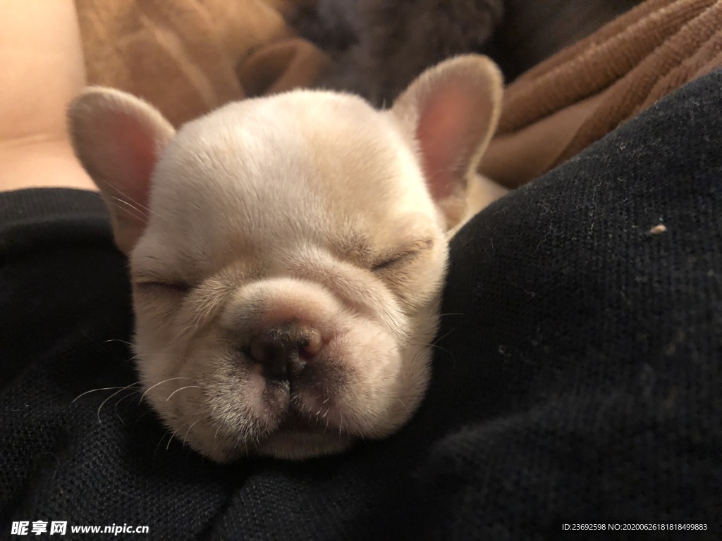 斗牛犬