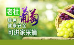 水果海报